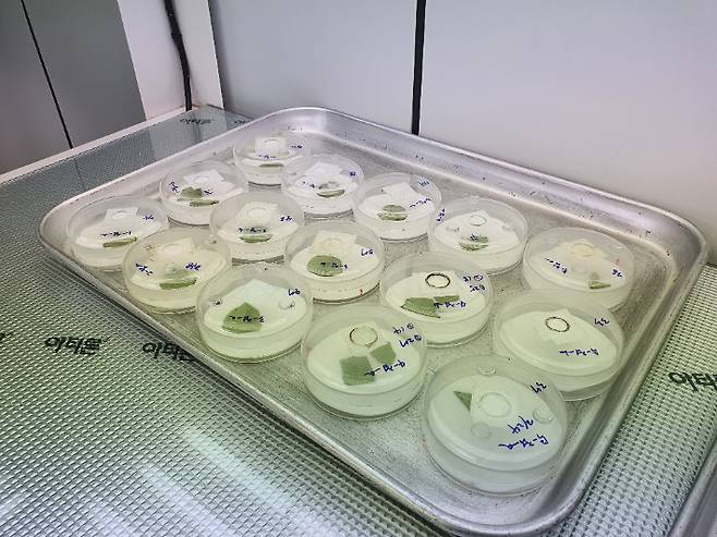 충남도농업기술원, 천연추출물 약제 테스트 모습. 충남도농업기술원제공