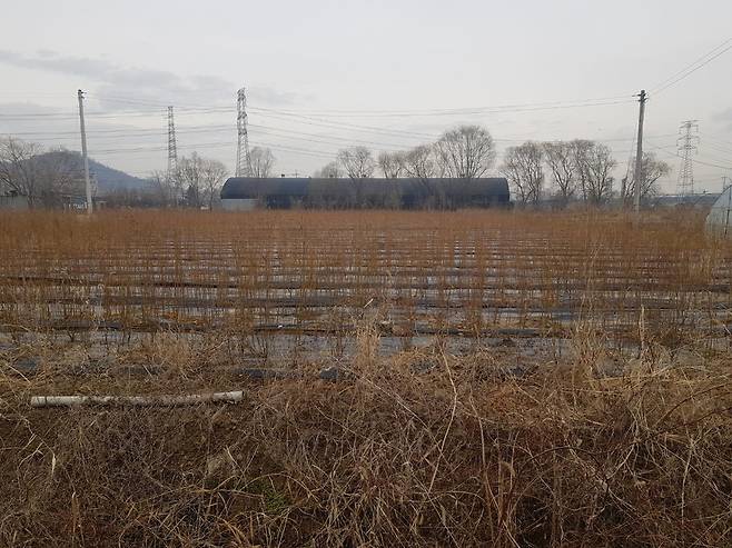 LH 직원 등이 매입해 나무를 심어 놓은 토지 [촬영=김광호 기자]
