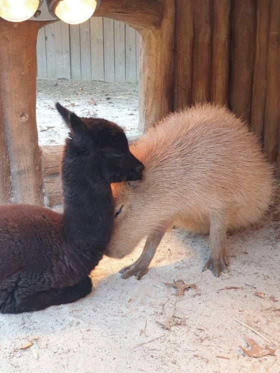 에버랜드에서 알파카(왼쪽)과 카피바라가 서로 얼굴을 기대고 있다. 에버랜드