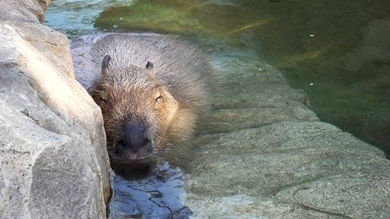 에버랜드에 마련된 온천에 몸을 담그고 있는 카피바라. 왕준열PD