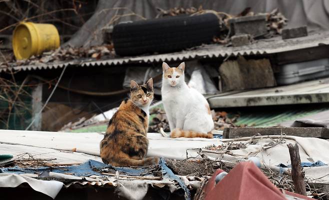 지난 4일 ‘서울의 마지막 달동네’로 불리는 노원구 백사마을에 고양이들이 모여 있다. 연합뉴스