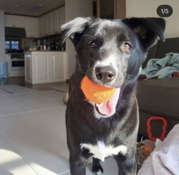 가슴팍이 하얀 달곰이. 사랑을 받은 덕분에 이렇게 늠름하고 멋진 개로 잘 자라고 있다./사진=달곰이 보호자님