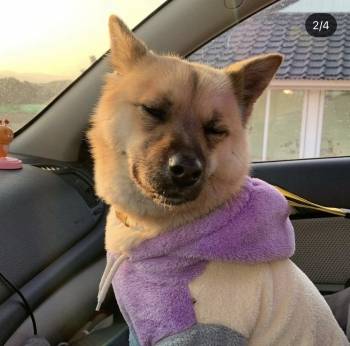 귀엽고 예쁜 누렁이 똘이. 아니, 그냥 똘이다. 누군가의 소중한 개, 그리고 가족./사진=똘이 보호자님