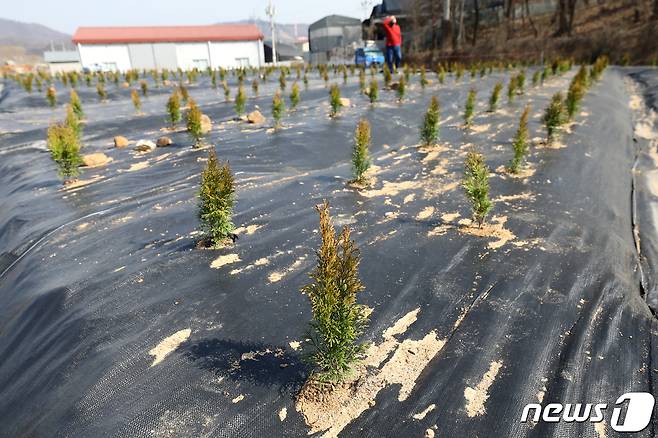 한국토지주택공사(LH) 일부 직원들의 투기 의혹과 관련해 정부합동조사단은 이번 투기의혹 조사대상이 수만명에 달할 것이라며 조사대상을 더 확대하는 부분도 검토할 것이라고 밝혔다. 5일 국토부에 따르면 정부합동조사단은 조사를 통해 위법사항이 확정될 경우 엄정조치할 방침이다. 사진은 5일 오후 LH 직원들이 사들인 경기도 시흥시 과림동 소재 농지의 모습. 2021.3.5/뉴스1 © News1 이승배 기자