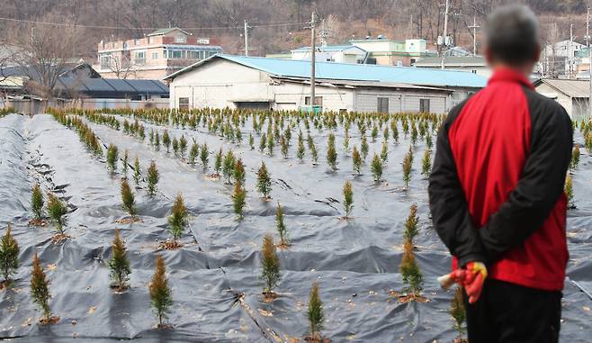 한국토지주택공사(LH) 직원 일부가 경기 광명·시흥 신도시 지정 전 해당 지역에서 투기 목적으로 토지를 매입했다는 의혹이 제기되면서 업무에서 전격 배제됐다. 3일 오후 투기 의혹이 제기된 경기도 시흥시 과림동의 한 밭에 묘목들이 심어져있다./연합뉴스