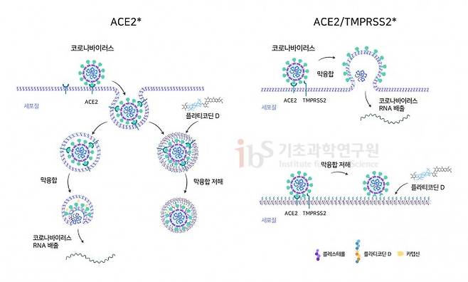 플라티코딘 D가 두 개의 상이한 사스코로나바이러스-2 진입 과정을 억제하는 메커니즘. 플라티코딘 D는 인체 세포 세포막에 끼어들어 사스코로나바이러스-2 외피와 엔도좀(왼쪽) 혹은 바이러스와 세포막(오른쪽) 간의 막 융합을 저해한다. IBS 제공