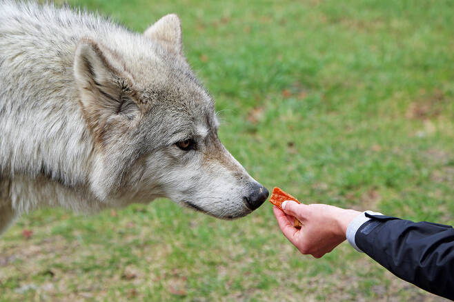 오늘날 늑대에게 한 사람이 먹이를 주는 모습.(사진=123rf)