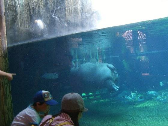 동물원에서는 하마의 수중 행동을 쉽게 관찰할 수 있도록 벽면이 투명한 재질로 되어 있는 곳이 많다. 일본 오사카 덴노지 동물원. [사진 신남식]
