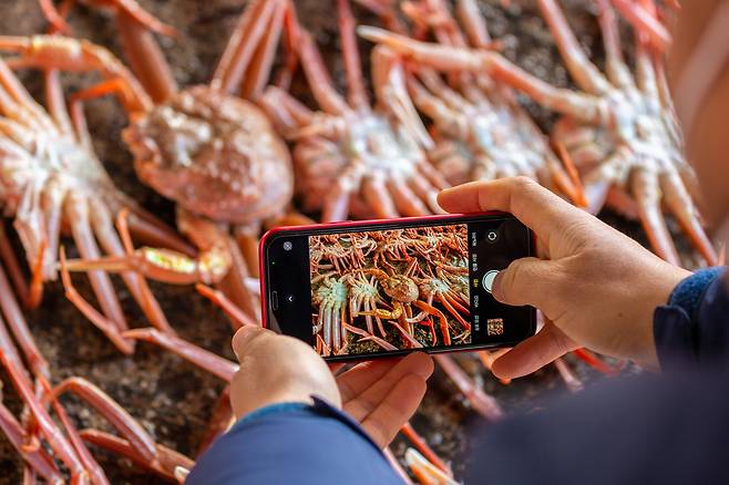 죽변항 대게 경매장에서 관광객이 대게사진을 찍고 있다.