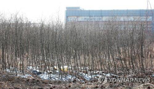 투기 의혹 토지에 빽빽하게 심어진 묘목 (시흥=연합뉴스) 한국토지주택공사(LH) 일부 직원들의 광명·시흥 신도시 땅 투기 의혹이 제기된 경기도 시흥시 무지내동의 한 토지에 묘목이 빽빽하게 심겨 있다.