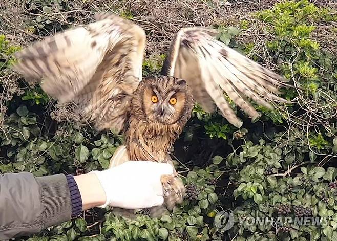 자연으로 돌아가는 칡부엉이 (제주=연합뉴스) 제주대학교 제주야생동물구조센터는 지난 10일 제주시 한경면에 칡부엉이를 방사했다고 11일 밝혔다.      이 흑비둘기는 지난달 26일 방사 장소 인근에서 쥐 끈끈이에 포획된 채 발견됐으며 치료를 받고 건강을 회복해 자연으로 돌아갈 수 있었다.      사진은 방사되는 칡부엉이. 2021.3.11 [제주대 제주야생동물구조센터 제공. 재판매 및 DB 금지] dragon.me@yna.co.kr