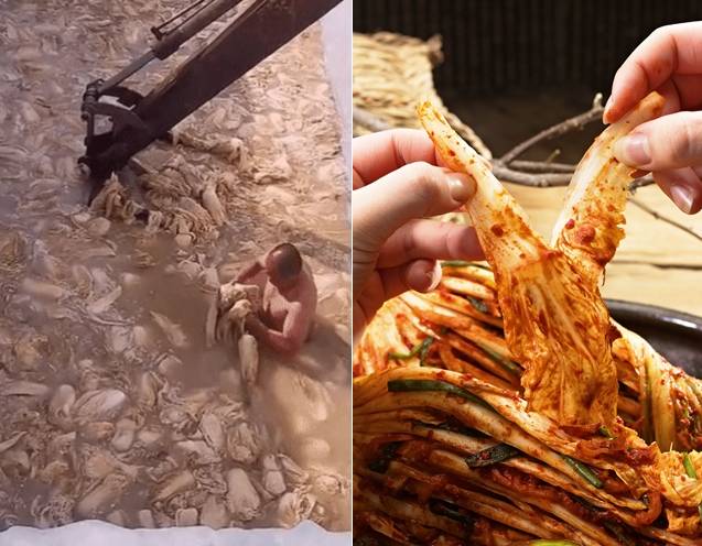 문제가 된 중국 내 배추 절임 영상(왼쪽) 일부. 온라인커뮤니티, 게티이미지뱅크