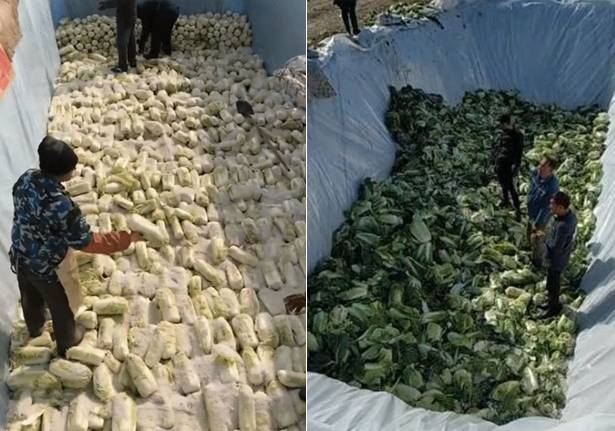 중국 일부 지역에서 사용된 매립식 배추 절임 과정. 온라인 커뮤니티