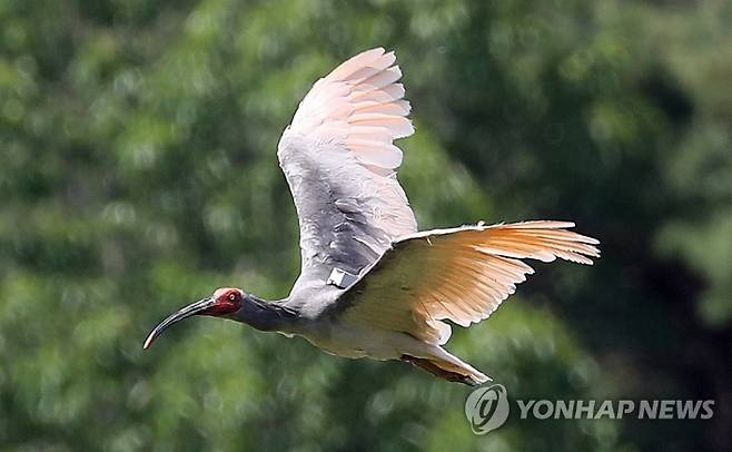 (창녕=연합뉴스) 김동민 기자 = 28일 오후 경남 창녕군 우포따오기복원센터에서 방사된 멸종위기 야생생물 2급이자 천연기념물 198호 따오기가 힘찬 날갯짓을 하고 있다. 2020.5.28 image@yna.co.kr