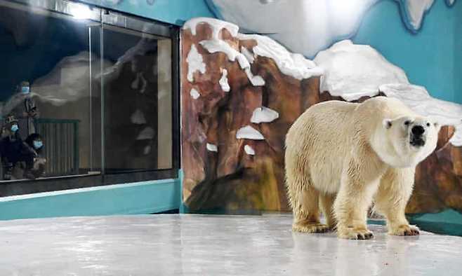 지난 12일 중국 하얼빈에 오픈한 ‘북극곰 관광 호텔’ 내부. 사진 AFP 연합뉴스