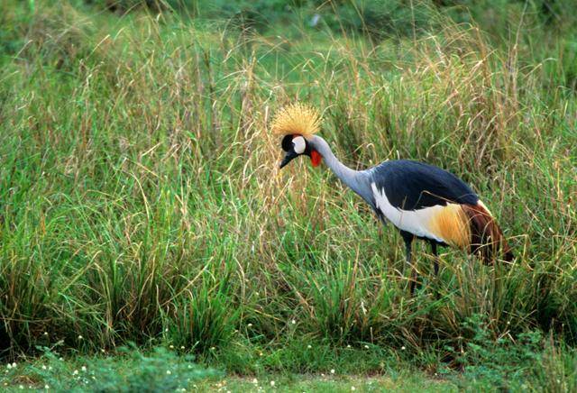 우간다 머치슨 폭포 국립공원의 왕관 두루미. ©게티이미지뱅크