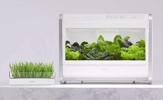 식물재배기 '웰스팜' [사진 제공 = 교원웰스]