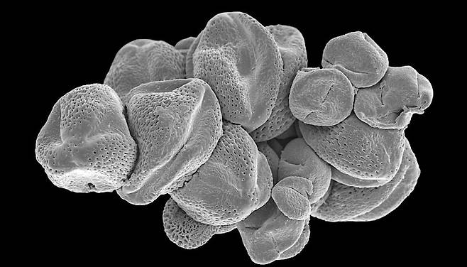 파리 화석 위장 부위에서 검출된 고대 꽃가루의 흔적