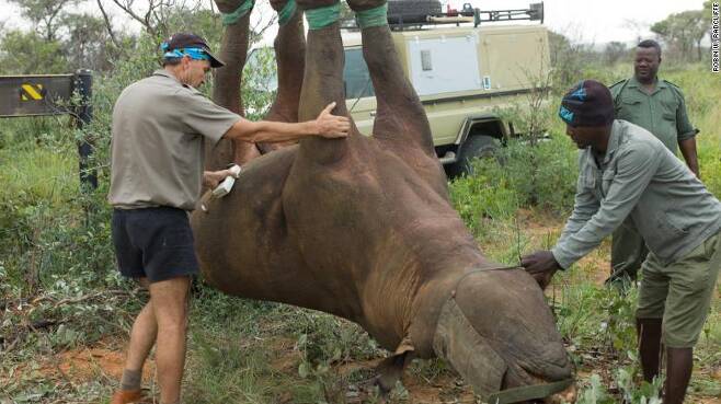 마취총을 맞은 아프리카 검은코뿔소 한 마리가 거꾸로 매달린 채 헬리콥터에 실려 안전한 서식지로 이동되고 있다
