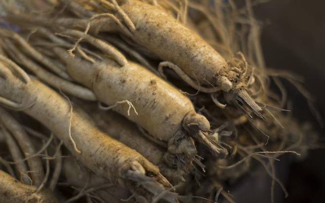 금산군 수삼센터에 전시된 인삼 [사진/성연재 기자]