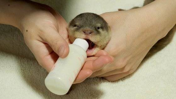 사육사 서선경 씨가 아기 수달에게 분유를 먹이고 있다. 이웃집 수달