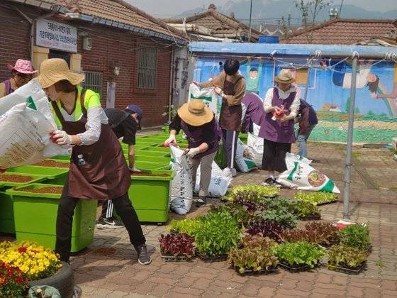 도봉구는 오는 24일부터 30일까지 아파트 베란다에서도 상추 등을 키울 수 있는 상자텃밭 분양 신청을 받는다. 사진은 2019년 상자텃밭 분양 모습. 사진 도봉구