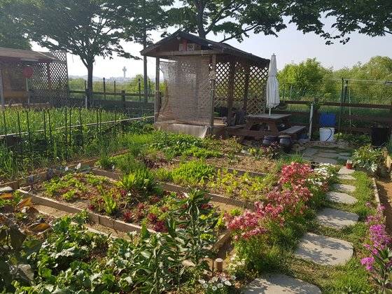 강동구는 오는 3월 29일부터 30일까지 이틀간 강일 정원형텃밭 ‘공유팜’ 참여자를 모집한다. 사진 강동구