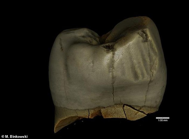 폴란드 브로츠와프대 연구진은 현지 남부 쳉스토호바 고지대의 스타이니아 동굴 안에 있는 후기 플라이스토세 지층에서 발굴한 네안데르탈인의 치아 화석 3점을 자세히 조사해 딱딱한 무언가로 인위적으로 긁어낸 흔적을 확인했다.
