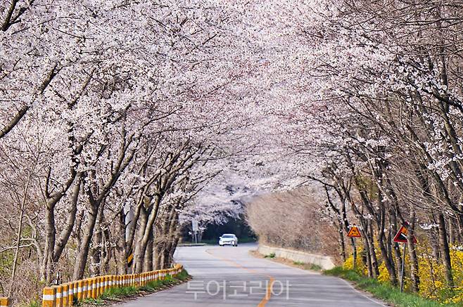 웅포 벚꽃길.사진=익산시
