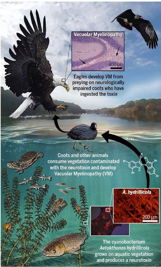 시아노박테리아 독소로 인해 흰머리독수리가 죽는 과정을 나타낸 그림. 물속 수초에 붙어 자라는 시아노박테리아(A. hydrillicola)는 신경독소(AETX)를 생성한다. 물닭이나 거북이, 달팽이, 물고기가 독소에 오염된 수초를 먹으면 액포성 골수병증(VM)에 걸리게 된다. 이들 새나 물고기를 먹은 포식자, 즉 흰머리독수리 역시 액포성 골수병증에 걸리게 된다. 그래픽=사이언스