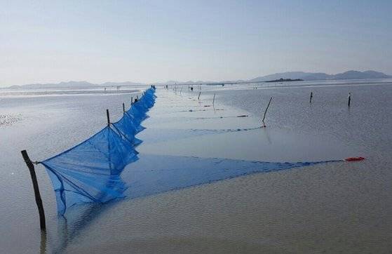 뱀장어 새끼인 실뱀장어를 잡기 위해 어민들이 불법으로 설치한 그물. [사진 충남도]