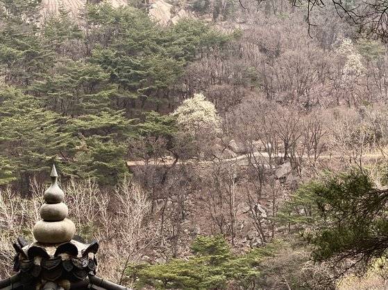 지난 3월 26일 경기도 고양 북한산의 아미타사로 향하는 길에 흐드러진 목련이 길손을 맞이하고 있다. 앞의 전각은 아미타사 맞은 편의 무량사 범종루다. 김홍준 기자