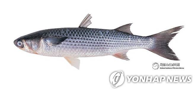 숭어 [국립수산과학원 제공]