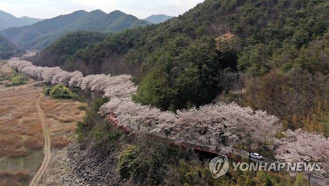 벚꽃길 따라 [연합뉴스 자료사진]