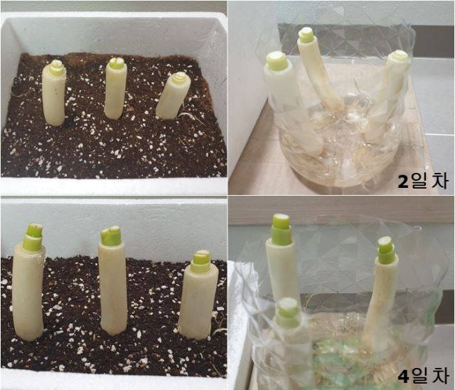 ② 파테크 4일 차. 칼로 자른 대파 단면에 새로운 줄기가 자라고 있는 모습. 최민우 기자