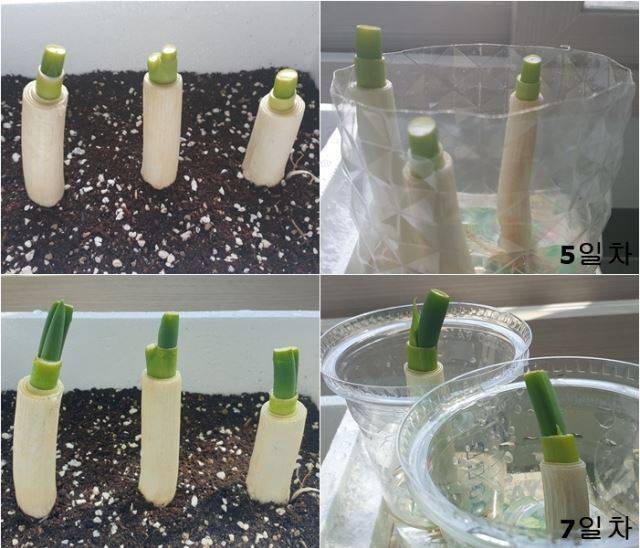 ③ 파테크 7일 차. 페트병 하나에 자라고 있던 대파 세 뿌리를 각각 따로 나눴다. 최민우 기자