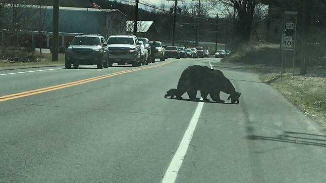 새끼 곰 네 마리 데리고 길 건너기…어미 곰의 고군분투