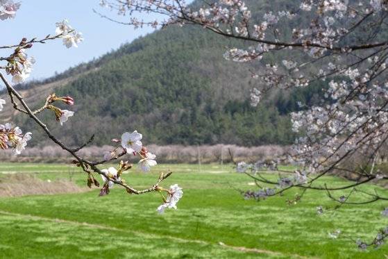 장흥에는 소여물용로 재배하는 이탈리안라이그라스 들판이 흔하다. 마침 벚꽃이 한창이다.