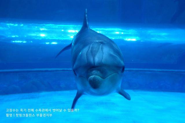 수족관에서 태어나 한번도 바다를 나가보지 못한 큰돌고래 고장수. 핫핑크돌핀스 제공