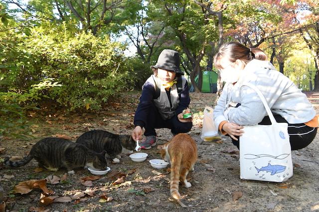 서울 능동 어린이대공원에서 동네고양이를 돌보는 시민들이 고양이에게 밥을 주고 있다. 고은경 기자
