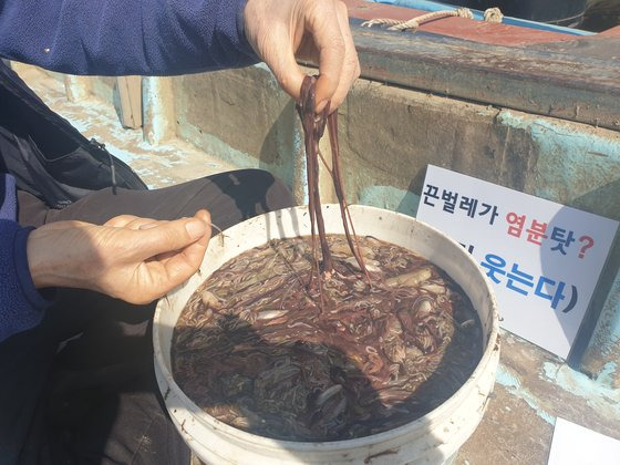 지난달 30일 오후 경기도 고양시 행주나루터. 실뱀장어 그물에 걸려 올라온 끈벌레(오른쪽)와 죽은 실뱀장어(왼쪽). 전익진 기자