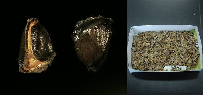 날개를 분리한 구상나무 씨앗(왼쪽)과 분리 전 씨앗. 산림과학원 난대·아열대산림연구소 제공