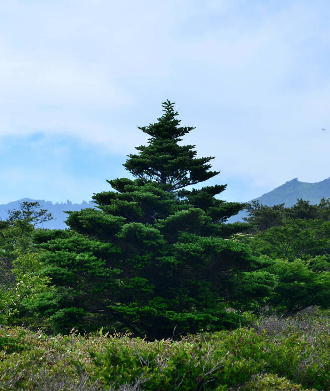 한라산 움텅밭에 건강하게 자란 구상나무. 수령은 50여년이다. 산림과학원 난대·아열대산림연구소 제공