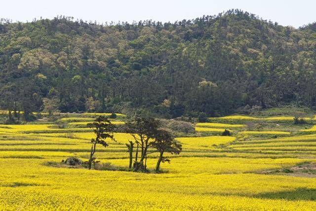 관매마을의 버려진 밭에 최근엔 유채를 심는다. 4월 말이면 노란 물결이 일렁거릴 것으로 예상된다. 이평기 진도문화관광해설사 제공