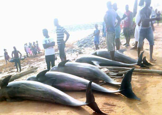 아프리카 가나 해변에서 돌고래 80마리 등 물고기 수백 마리가 떼죽음을 당했다. 현지매체 시티뉴스룸(CNR)은 지난 2일과 4일 가나 수도 아크라 인근 해변에서 물고기 떼가 잇따라 발견됐다고 보도했다.