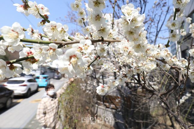 연일 완연한 봄 날씨가 이어지고 있는 가운데 서울 종로구의 한 거리에 벚꽃이 피어있다. ⓒ데일리안 류영주 기자