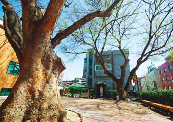 서울시 성수1가 1동에 있는 300년 넘은 느티나무 두 그루. 성수동 성당 마당에 있다.