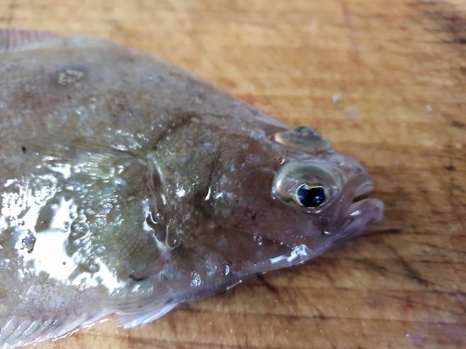 한쪽으로 몰린 눈, 이게 바로 가자미다. /사진=국립수산과학원