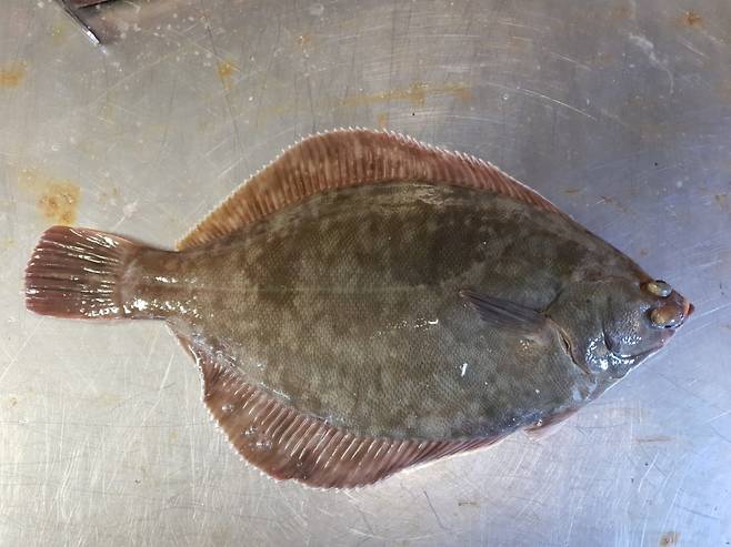 "저의 진짜 이름은 도다리가 아니고 문치가자미입니다." /사진=국립수산과학원