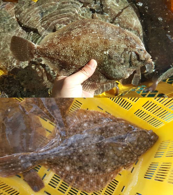 (위)줄가자미 (아래)돌가자미. /사진=국립수산과학원